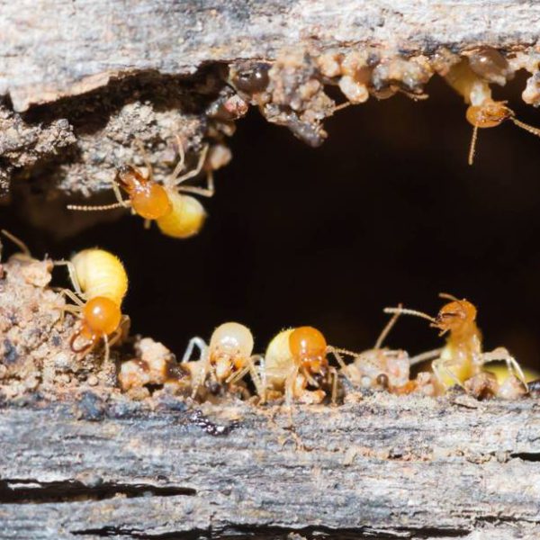 ¿Cómo saber si hay termitas? Trucos para detectarlas a tiempo